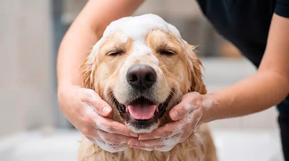 Peluquería canina